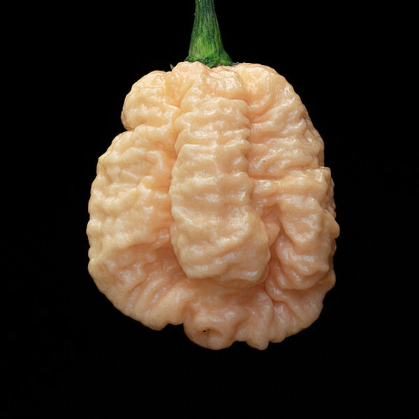 Borg 9 Peach Chili, ganz, getrocknet (8g)