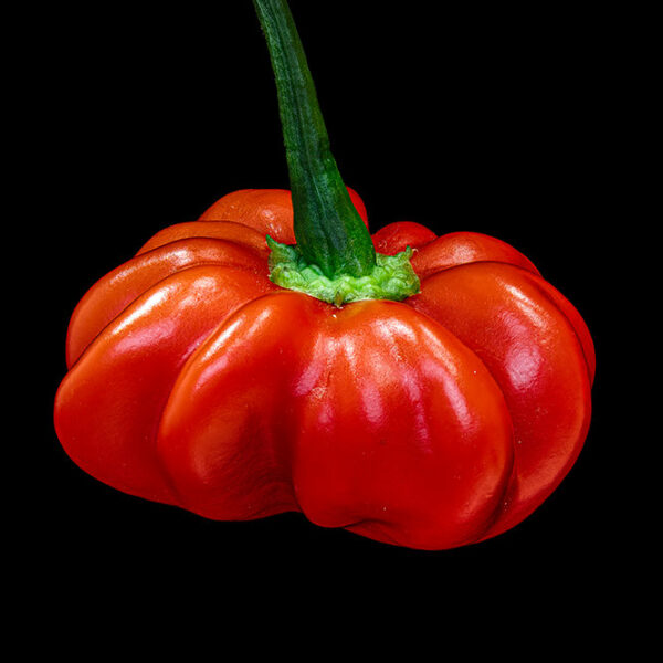 Brazilian Starfish Red