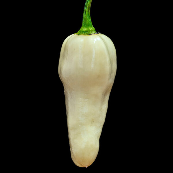 Naga White